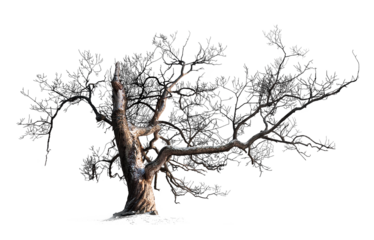 Bare willow tree in snow