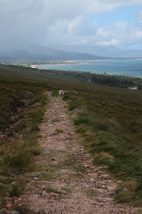 Dingle way - Kerry Camino - Tralee - County Kerry - Ireland