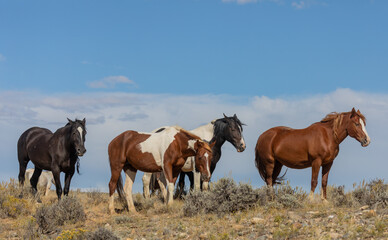 Fototapeta na wymiar Beautiful Wild Horses in the Wyomign Desert in Autumn
