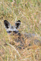 Bat eared fox lying in the grass and looking to the camera