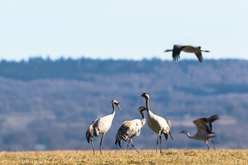 Obraz na płótnie Canvas Flock of cranes walking on the field