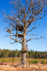 Tree stand for hunting in a tree