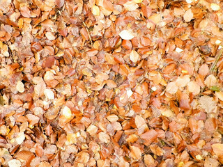 Autumn leaves as nature background.