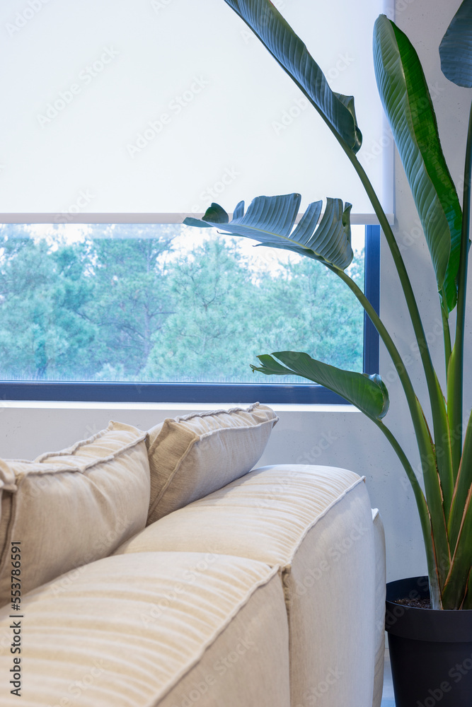 Aufkleber roller blinds close-up on the window. a houseplant and a sofa are near the white color window shade.
