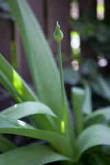 A red rose bulb in summer in the garden.