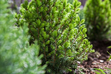 A beautiful pine tree in summer in the garden.