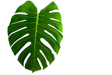 monstera on a white background. Isolated Sheet Monsters