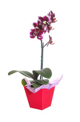 flor linda ornamental roxa orquidea 