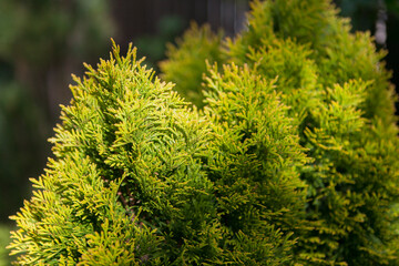 Thuja smaragd in summer in the garden.