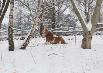 Sitting pony