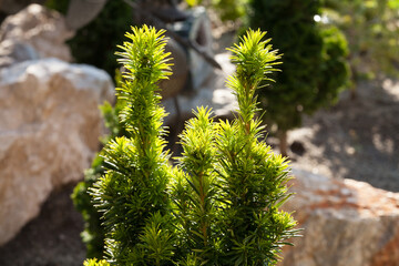 Detail of taxus shrub. Yellow yew.