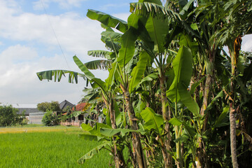 Rice plants in rice fields by growing healthy 
