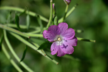 Fototapeta na wymiar purple flower of agrostemma githago also called corncockle