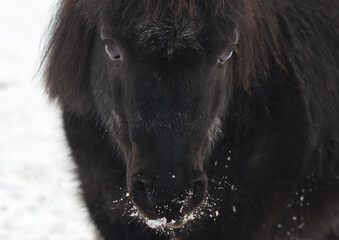 portrait of black pony in winter