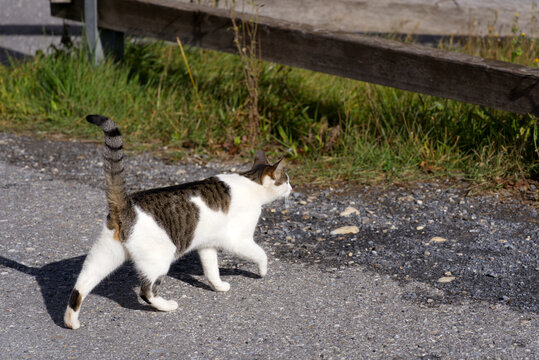 White, black, gray and brown farm cat with tail up walking on rural road at Swiss mountain village Versam, Canton Graubünden, on an autumn day. Photo taken September 26th, 2022, Versam, Switzerland. 