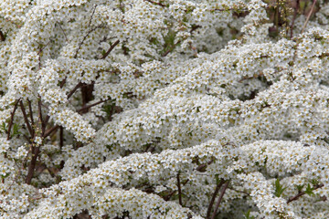 Beautiful spring flowering perennial plant.