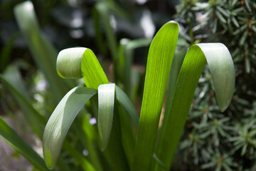 Tulip leaves that have not bloomed.