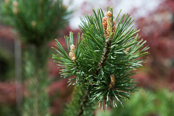 A beautiful pine tree in summer in the garden.