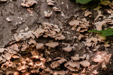 wild, scaly mushrooms or fungus growing on dead tree bark in a forest