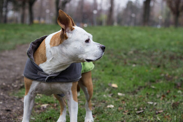 Senior dog wearing a grey green coat