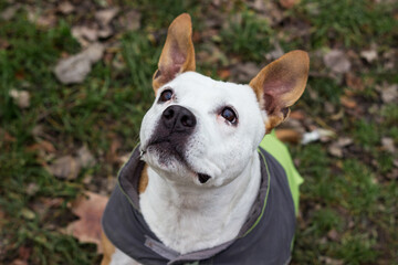 Senior dog wearing a grey green coat