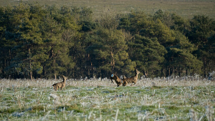 small herd of Wild Roe Deer (Capreolus capreolus) on meadowland