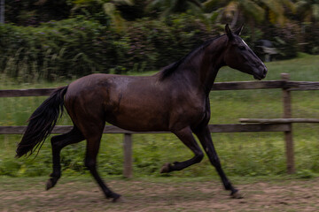 Obraz premium two horses in the field