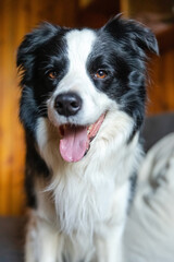 Funny portrait of puppy dog border collie sitting on couch indoor. Cute pet dog resting on sofa at home. Pet animal concept. Funny emotional dog