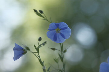 Obraz na płótnie Canvas Blue flax flowers on thin green stems.