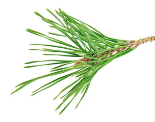 Xmas or New Year greeting card. Xmas green pine branches. Holiday . Isolated. spruce branch. fir-tree.