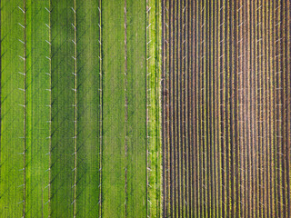 Birdseye view of agricultural fields, half covered in green crops and other in dirt