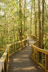 Fototapeta premium boardwalk meanders through the old growth forest wetlands of Congaree National Park