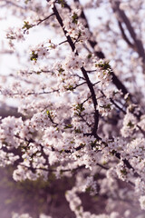 Obraz premium background of branches of blossoming apricot