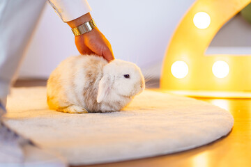 a cute fluffy dwarf rabbit on the mat on the floor
