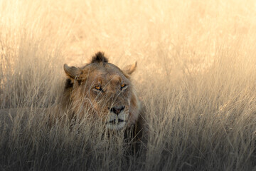 majestic lion with black mane lying in the grass and looking over the kalahari, golden hour