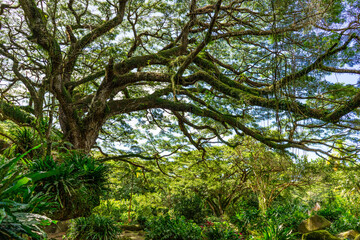 Fototapeta premium Huge wild zamana tree in tropical forest, jungle, Martinique 