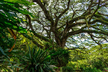Huge wild zamana tree in tropical forest, jungle, Martinique	