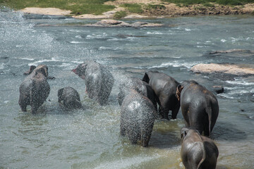 Indian elephants bathe in the river