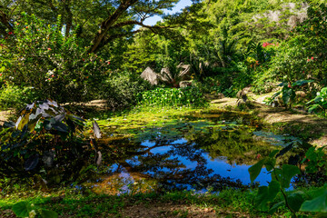 River in tropical forest during summer, Martinique