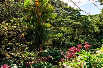 Fototapeta premium Tropical forest with trees and flowers, Martinique