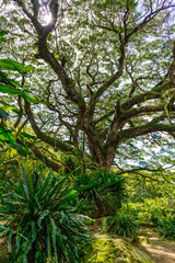 Fototapeta premium Huge zamana tree in tropical forest, Martinique
