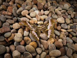butterflies on leaves, on flowers, on stems, on rocks. Natural environment, feeding, beautiful, sweet, delicate