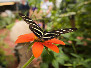 butterflies on leaves, on flowers, on stems, on rocks. Natural environment, feeding, beautiful, sweet, delicate