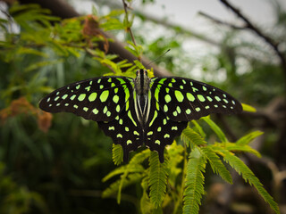 butterflies on leaves, on flowers, on stems, on rocks. Natural environment, feeding, beautiful, sweet, delicate