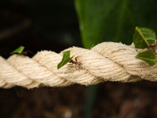 Leaf cutter ant on rope