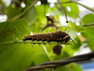close up caterpillar on a branch with leaves
