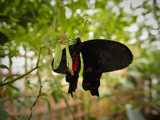 butterflies on leaves, on flowers, on stems, on rocks. Natural environment, feeding, beautiful, sweet, delicate