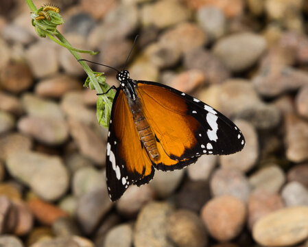 butterflies on leaves, on flowers, on stems, on rocks. Natural environment, feeding, beautiful, sweet, delicate