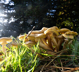 Mushrooms, Fungi, in fields, on trees, natural growth, Mushroom picking