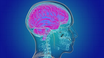 Human brain anatomy for medical concept 3D